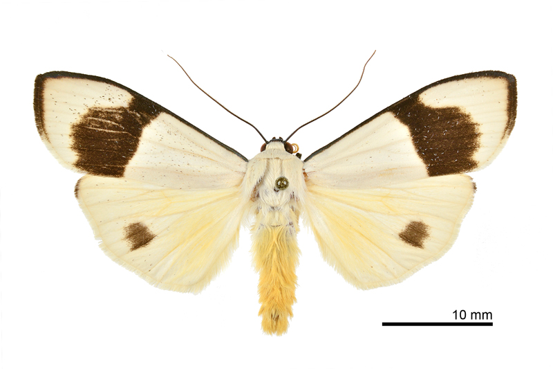 Vamuna alboluteora Male